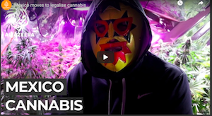 Al Jazeera: Mexico moves to legalise cannabis