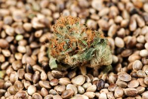 Best Cannabis Seed Bank In 2021