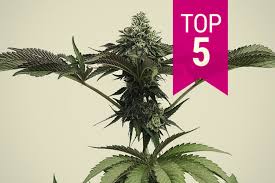 Top 5 Strong Cannabis Strains
