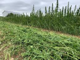 Press Release: Whitney Economics Report Finds 68 Thousand Tons of Hemp Left Over from 2019 In US Market