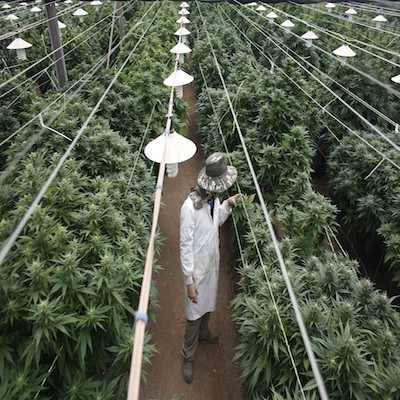 Voice Of America Report Investigates Chinese Immigrant Workers Turning To Cannabis Sector For Employment As Hospitality Industry Collapses During Pandemic