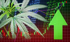 Cannabis stocks stage strong rally as prospect of Democratic Senate spurs reform hopes