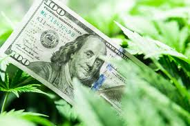 Marijuana Banking: Front Line Perspectives for Anti Money Laundering Professionals