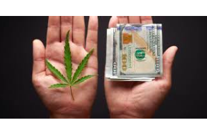 Cannabis Sold Under License Costs Nearly Twice as Much as Product From Illegal Sources