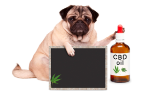 Factors to Look for when Buying CBD Oil for Dogs