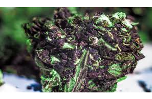 Black Mamba Strain: The Intense Combination of Flavors and Effects