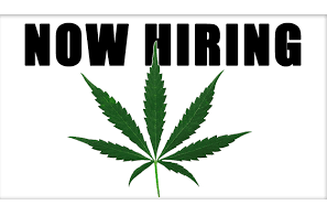Donnell Alexander Special Report: The US Cannabis Jobs Market .. Is It Just Documentation Rather Than Growth?