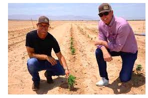 SoCal Hemp Renews Partnership with Victor Valley College to Support Hemp Research at Cadiz Ranch