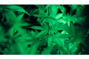 Cannabis In Florida: A Legal Guide