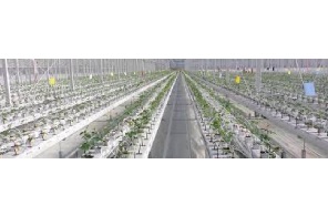 Europe's largest rose greenhouse switches to medical cannabis