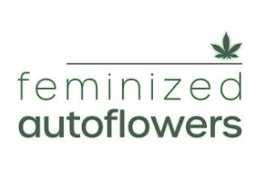 Perks of using feminized autoflower seeds for your cannabis venture