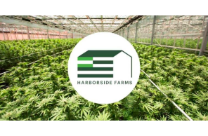 Harborside Inc. Reports Fourth Quarter and Full Year 2020 Financial Results