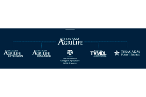 Texas A&M AgriLife starts ‘First-Tuesday’ hemp Zoom updates