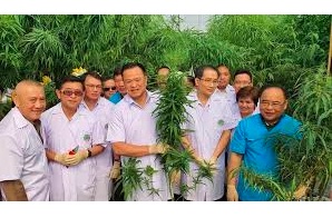 Article: Can medical cannabis in Thailand balance profits and patients?