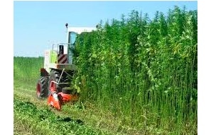 9% of all hemp acreage in Missouri failed testing in 2020