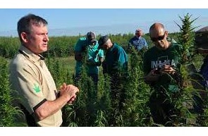 20% of Indiana's hemp crop was destroyed last year because it had too much THC
