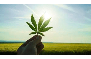 Marijuana: Prevalence, Facts, and Medical Usage
