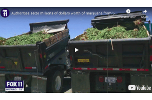 CA: Authorities seize millions of dollars worth of marijuana from 500 illegal grows in Antelope Valley