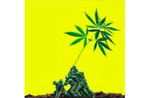 VA Rejects New Cannabis Research Bill For Veterans, Calls It 'Redundant'