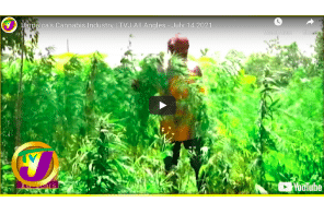 Jamaica's Cannabis Industry | TVJ All Angles - July 14 2021