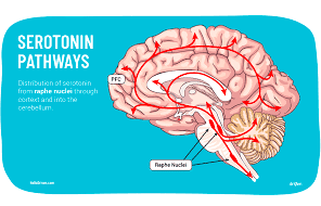 The Significant Accretion In Serotonin On The Accountability Of Cannabis Usage