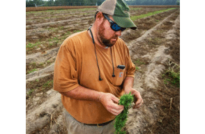 South Carolina: Dorchester Hemp farmer files lawsuit following arrest and destruction of hemp crop