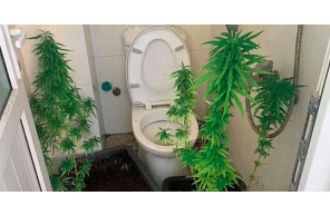Vietnam - Da Nang: Australian Man Tried To Hide Plants In The Toilet When The Police Came Round
