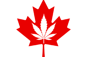 Medical cannabis spending in Canada hits 5-year low in first half