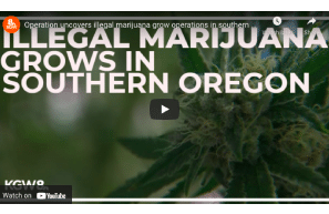 Operation uncovers illegal marijuana grow operations in southern Oregon