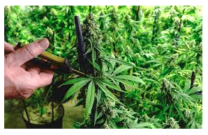 All you need to know about pruning healthy cannabis