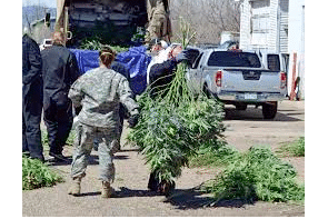 Article: Migrant Oregon cannabis workers face threats amid illegal boom