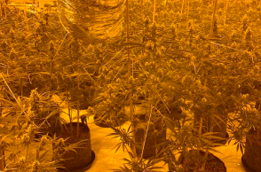 Police Bust Large Scale Grow In Coventry To Find Gardner Asleep Amongst His Plants