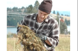 Montana Officials Strike Rule That Would Have Barred Cannabis Licensees From Selling Hemp