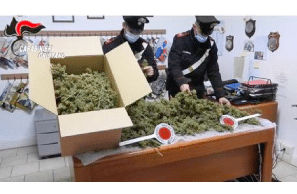 3 arrested for growing cannabis in Sardinia