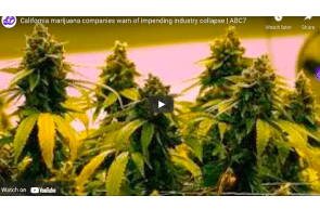 California marijuana companies warn of impending industry collapse | ABC7