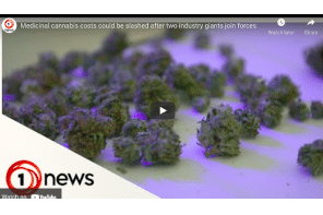 News Report - Video New Zealand: Medicinal cannabis costs could be slashed after two industry giants join forces