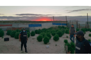 Cape Town: 32-year-old male arrested for illegally cultivating cannabis