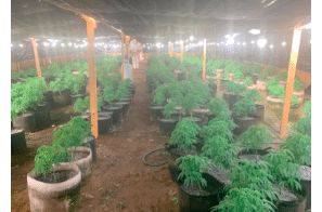 California: Hundreds of marijuana greenhouses eradicated, 36 arrested in latest Operation Hammer Strike