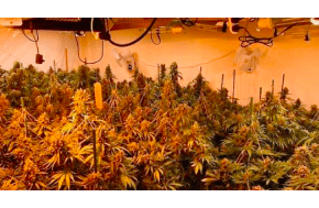UK: Police seize cannabis from houses on same Nottingham street