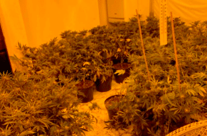 Police discover cannabis farm with more than 80 plants in County Durham