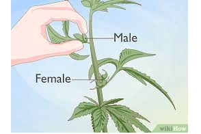 How to Determine Whether Your Plant Is Male or Female Before Flowering