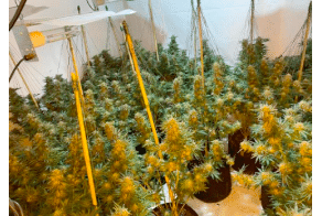 UK: Basildon: Police find hundreds of cannabis plants in building