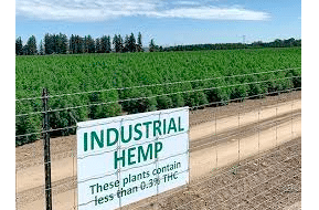 OPB Article: Oregon hemp growers face uncertain future