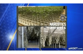 Kern County CA: 2,841 marijuana plants and 800 pounds of processed marijuana seized