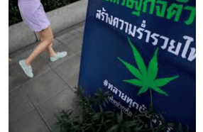 Investment Monitor Article: High expectations surround Thailand’s new cannabis legislation