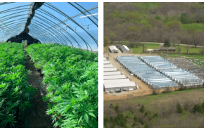 Oklahoma Bureau of Narcotics:  54,000 plants seized at illegal marijuana grow operation bust in Henryetta