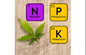 Cannabis Plant Nutrients: A Beginner's Guide