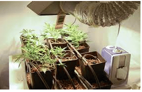 Save Money By Growing Your Own Cannabis