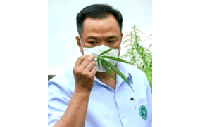 Thailand's Health Minister Announces Give Away Of 1 Million Cannabis Plants To Thai Households
