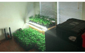 CA: Two men arrested for marijuana cultivation in Shingletown